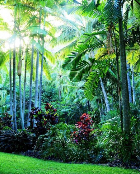 Тропики и субтропики