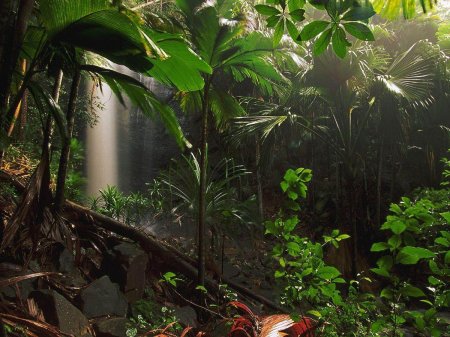 Тропические джунгли