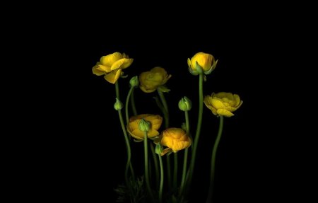 Пион золотой Лютик