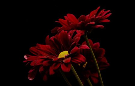 Красные цветы на черном фоне