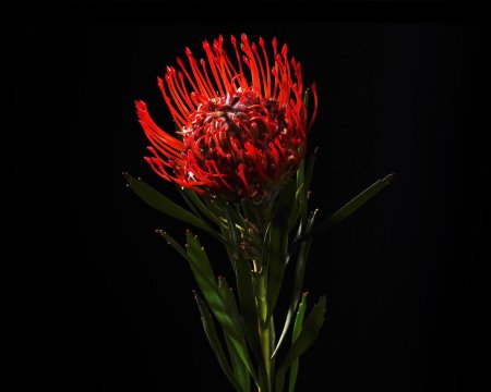 Протея Нутан