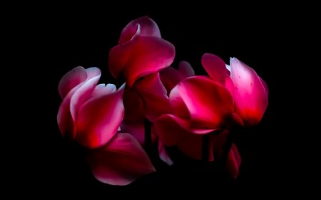 Цикламена цветок