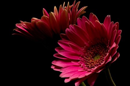 Гербера фламенко