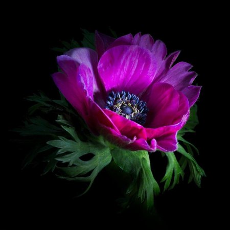 Анемоны фуксия