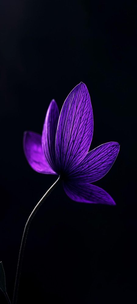 Фиолетовые цветки