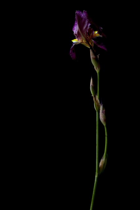 Ирис Дикая Орхидея