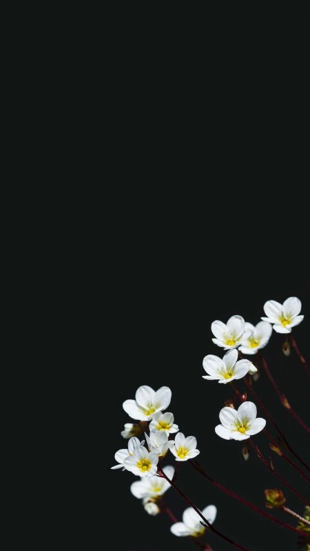 Черный фон с цветами