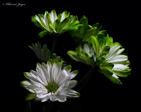 Моника Анафония зеленые цветы