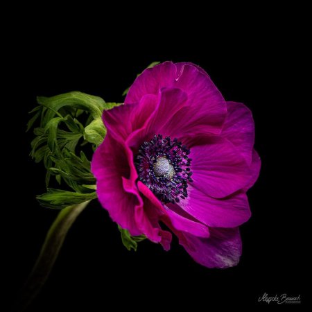 Лютик ранункулюс