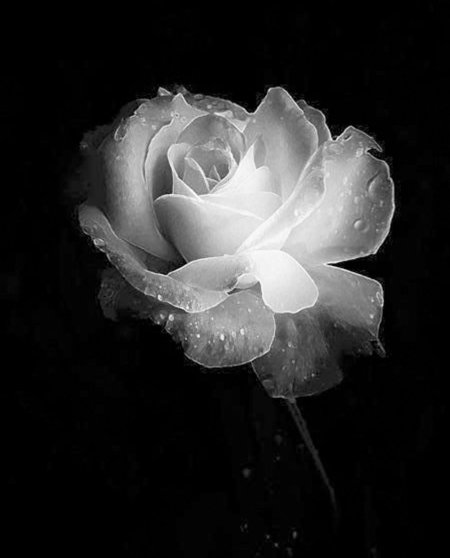 Цветы чёрно белые