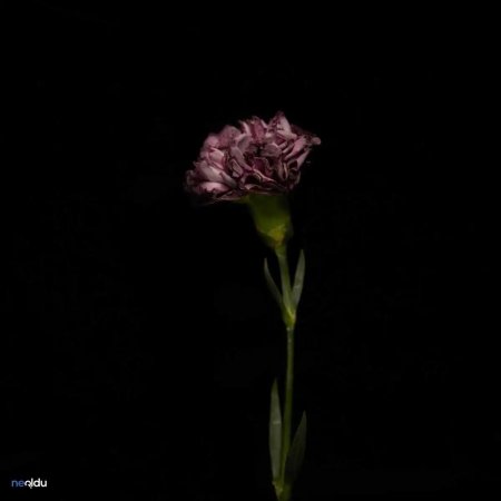 Фото заставка на тёмном фоне на высоком стебле с листьями роза