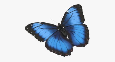 Бабочка Блю Морфо