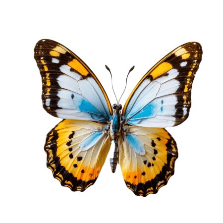 Желтая бабочка на белом фоне