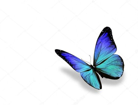 Голубая бабочка