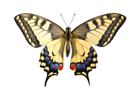 Papilio Machaon бабочка