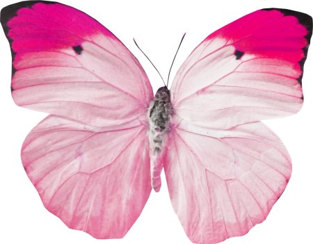 Бабочки розовые