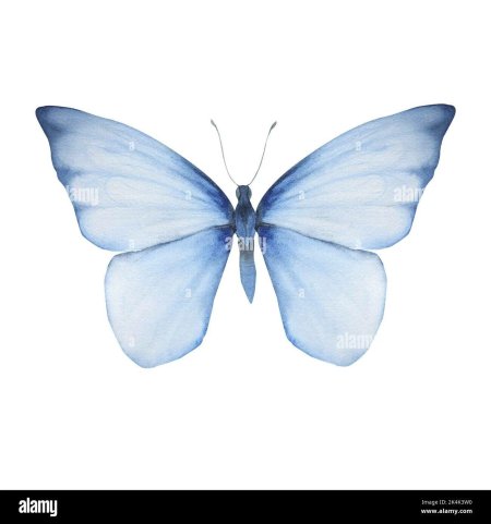 Голубая бабочка акварель