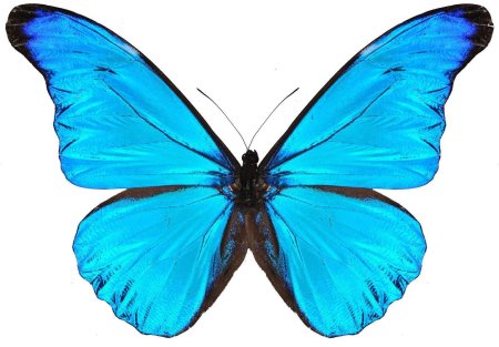 Бабочка Морфо Ретенор