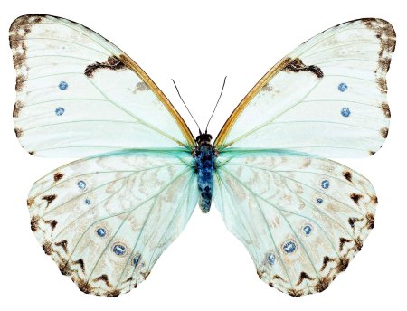 Бабочка morpho catenarius
