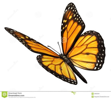 Голубая бабочка Монарх