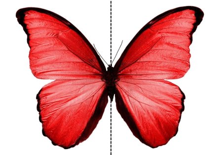 Синяя бабочка