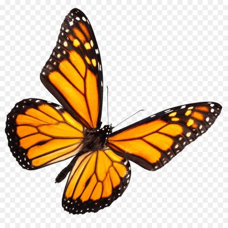 Разноцветные бабочки