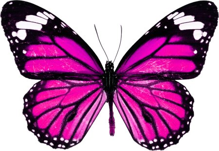 Данаида Монарх бабочка рисунок