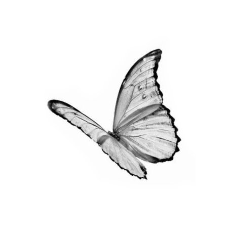 A white butterfly