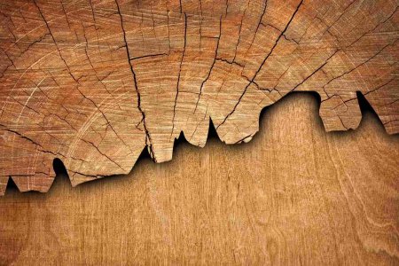 Wood cracks