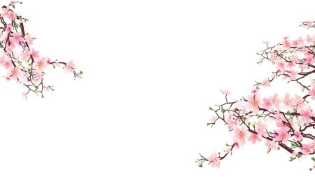 Цветущая сакура на прозрачном фоне