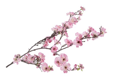 Сакура на белом фоне