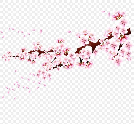 Ветка сакуры на прозрачном фоне