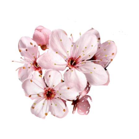 Черри блоссом