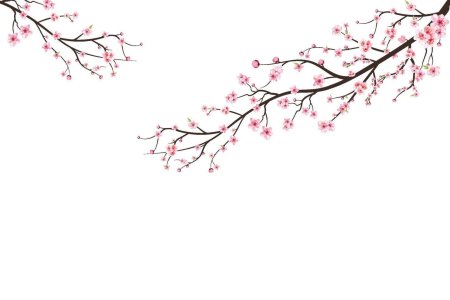 Цветущая вишня акварель на прозрачном фоне