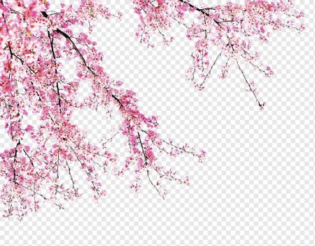 Черри блоссом Gyu