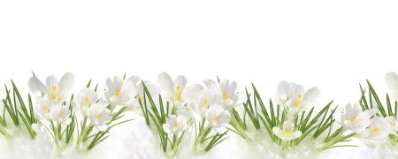 Рамка из подснежников