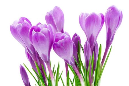 Фрезия Крокус