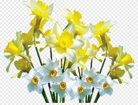 Нарцисс цветок