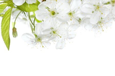 Яблоневый цвет