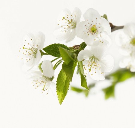 Цветки яблони