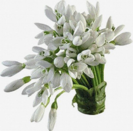 Луковичные первоцветы