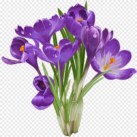 Фрезия Крокус