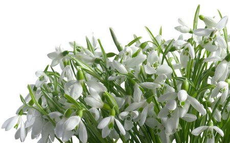 Подснежники, Ландыши, примулы