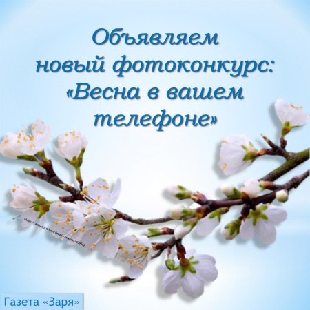 Ветка яблони