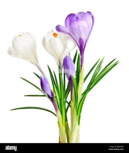 Луковичные крокусы