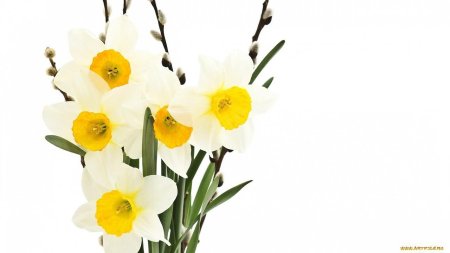 Нарцисс (растение)