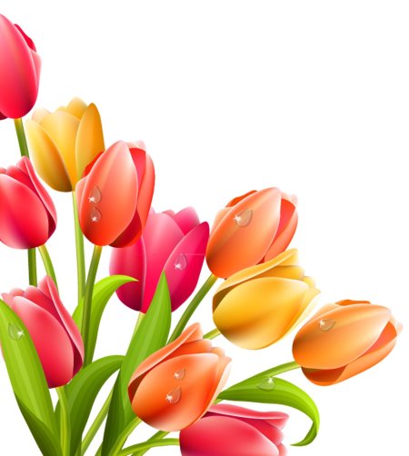 Тюльпаны на белом фоне