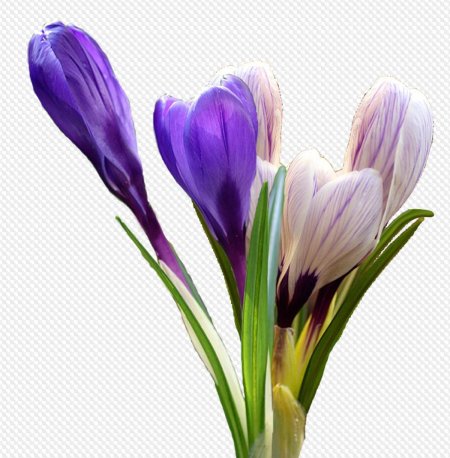 Крокусы на белом фоне