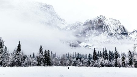 Зимний лес горы