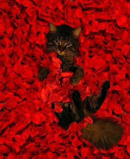 Красный кот